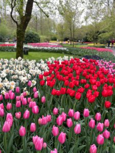 Keukenhof Botanical Gardens, The Netherlands