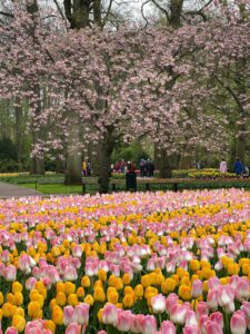 Keukenhof Botanical Gardens, The Netherlands
