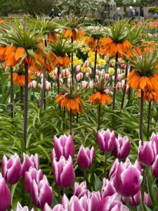 Keukenhof Botanical Gardens, The Netherlands