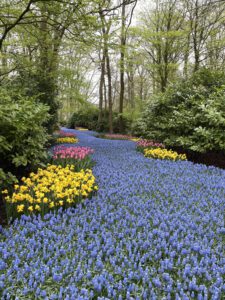 A cascading river of blue flowers at the Keukenhof Botanical Gardens in the Netherlands
