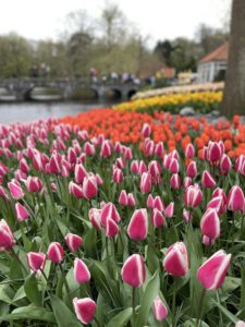 Keukenhof Botanical Gardens in the Netherlands