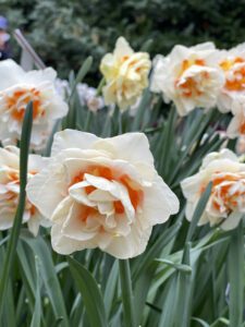 A close up of yellow and white tulips at the Keukenhof Botanical Gardens in the Netherlands
