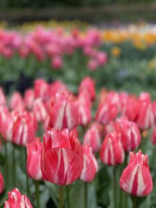 Keukenhof Botanical Gardens
