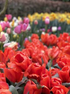 Keukenhof Botanical Gardens