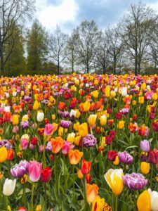 Hundreds upon hundreds of tulips at the Keukenhof Botanical Gardens in the Netherlands