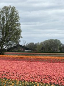 Row upon row of tulips at the Keukenhof Botanical Gardens in the Netherlands