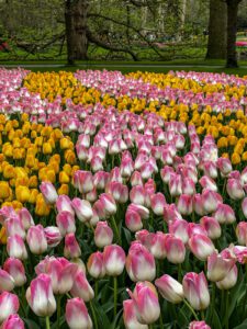 Keukenhof Botanical Gardens in the Netherlands