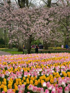 Keukenhof Botanical Gardens in the Netherlands