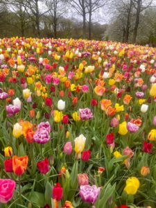 Keukenhof Botanical Gardens in the Netherlands